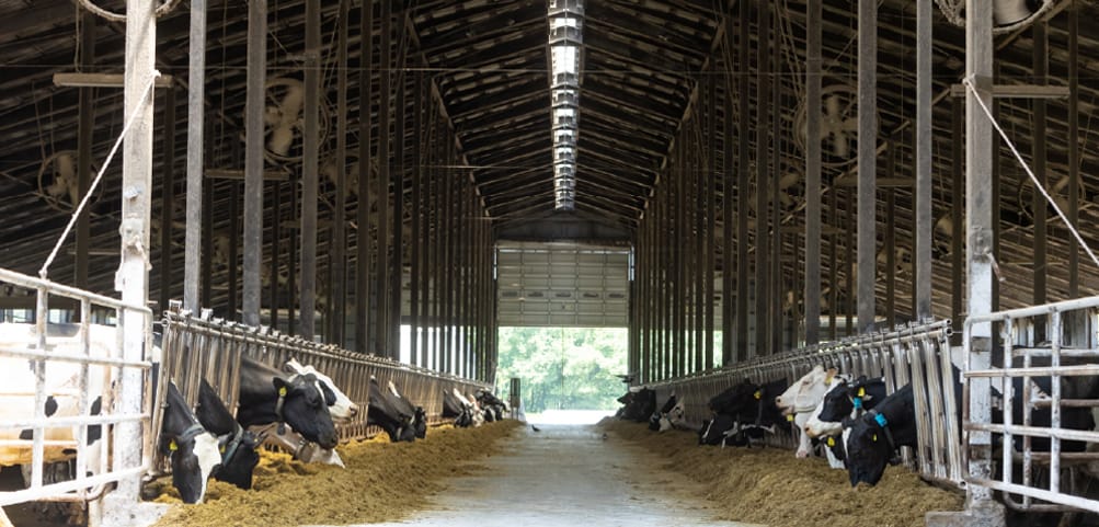 フリーストール牛舎（成牛収容300頭）・フリーストール牛舎（育成牛収容180頭）
